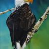 High River Bald Eagle, 16" x 24", acrylic on canvas